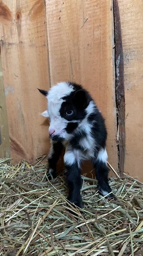 A DILEMMA Kind of 🤣