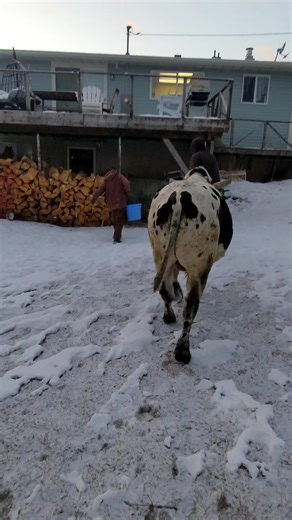 Bringing Bucking Bulls Indoors: A Funny Attempt
