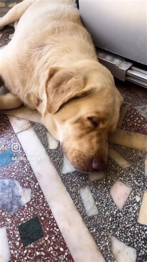 Pls adopt 🐶 #ytshorts #adoptme #share #help #labrador #pet #dog