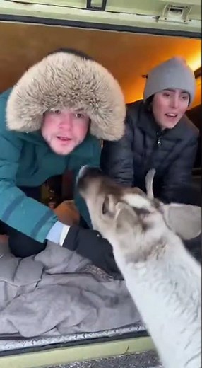 Reindeer Curiosity: A Winter Encounter #Reindeer #Wildlife #Wonder
