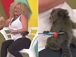 Tiny monkey bites model and even frightens handler on TV show