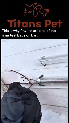 Raven Solves Impossible Puzzle 🤯