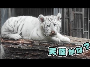 You're an angel, right? 2 month old white tiger 🐾