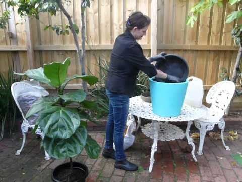 How to repot your Fiddle Leaf Fig Tree