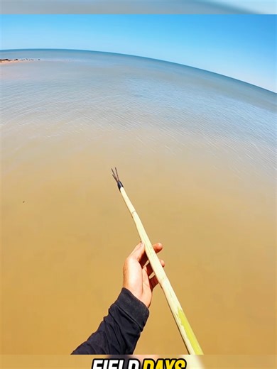Catching food using my handmade spear P2 #camping #spearfishing #outdoors #catchandcook #survival