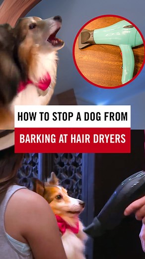 31K views · 431 reactions | Why do dogs bark at hair dryers, vacuums,...