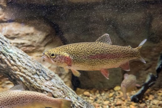 Rainbow trout being stocked in local lakes: ODNR
