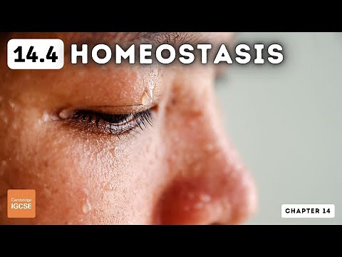 IGCSE Biology - Homeostasis (14.4)