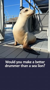 While some mammals and birds have proved able to move in time to rhythmic cues in laboratory experiments, most vertebrates show little evidence of beat synchronization. However, Ronan, a 15-year-old sea lion from California, was trained to recognise and bob her head in time to the pulse of a metronome at three years old and retained this ability into maturity. Peter Cook and colleagues assessed Ronan’s consistency and coordination in moving in time to the beat of a snare drum. The same sounds we