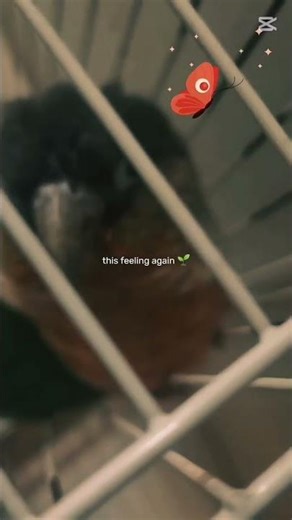 My parrot but he is Dead 😢