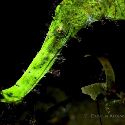 These Halimeda Ghost pipefish are a pretty rare sight to see. But we saw a few of them while we were diving with @atlantisdiveresorts in Dumaguete. We sure miss it there! . . . . . . . #ghostpipefish #halimedaghostpipefish #underwater #scubalife #underwaterphotography #underwaterworld #oceanshutter #uwphotography #uwphoto #uwphotographer #scuba #scubadiving #sportdivermag #oceanlife #underwaterphotographer #scubadiver #scubadivingmag #underwaterlife #uwphotos #uwpic #uwpics #underwaterpic #scuba