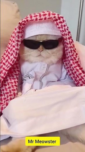 Hilarious Muslim Arabic Cat – Funniest Video Ever!" 😂😂 #shorts #cat #funny #arabic