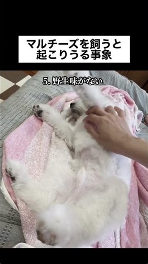 マルチーズを飼うと起こりうる事象 #マルチーズ #犬のいる生活 #ヤカラマルチーズ貴族チャンネル #ストーカー #マルチーズあるある