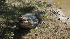 10 Most Powerful Land Animals In The World! | Mysterious Stories