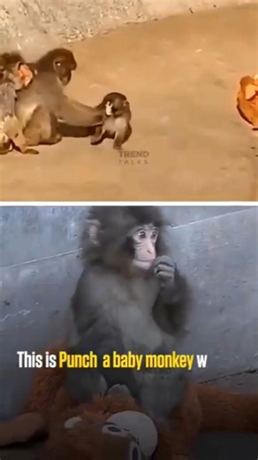 His Own Mother Rejected Him - The Baby Monkey No One Wanted Goes Viral Online