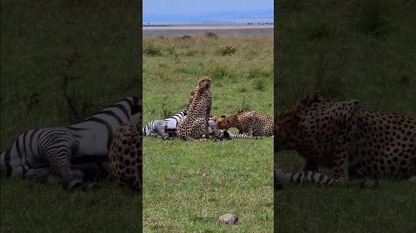 Wild Animals: Cheetah Coalition Claims Zebra Feast