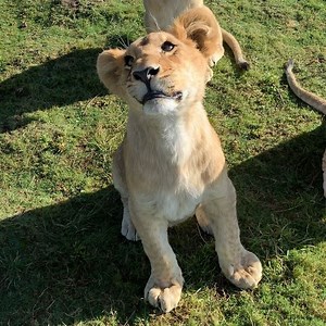 60K views · 4.8K reactions | Mr Intrepid and his Pride... #LosNinosBJWT #SaveLions | The Black Jaguar-White Tiger Foundation | Facebook