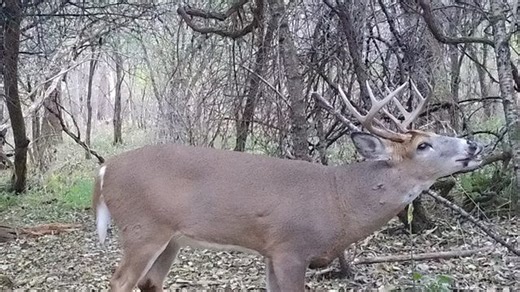 This New York county led all others in deer harvests for 2024-25 season