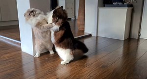 33K views · 1.5K reactions | This video shows it all; staredown, bunny kicks, choke holds and impressive meows No worries Toby and Mika are still besties, it's all part of the game ;) #catfight | Timo the Ragdoll Cat | Facebook