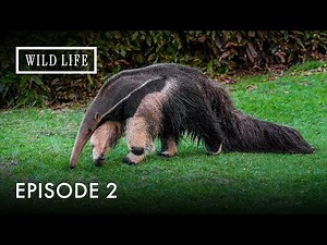 Colombia’s Wild Beauty | Destination Wild: Wild Colombia | Episode 2