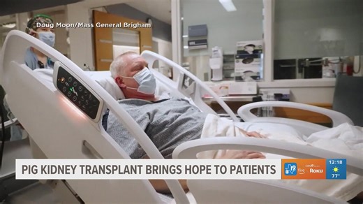 Pig kidney transplant brings hope to patients