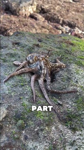 The Octopus That Walks on Land 🌊➡️🐙 | You Won’t Believe This Sea Creature!