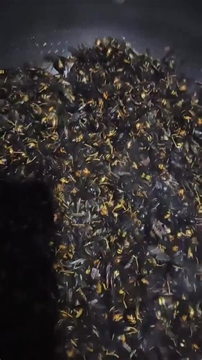 Insect Wars on Instagram: "Who wants some? #InsectWars"