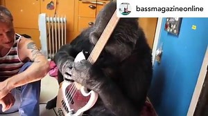 11K views · 285 reactions | @bassmagazineonline Flea teaching Koko the gorilla how to play bass is what the world needs. #bassgram #instabass #basslove #bassmag #bassmagazine @flea333 | For The Love Of Bass, Guitar and Music | Facebook