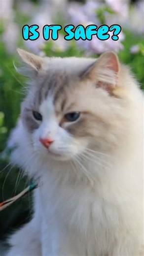 The Hidden Danger of Poorly Fitted Cat Collars