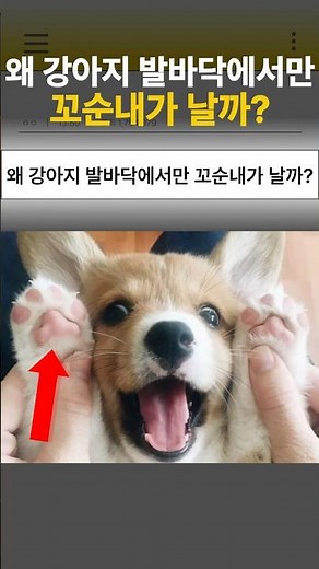 Why does only a dog's paw pad smell savory?