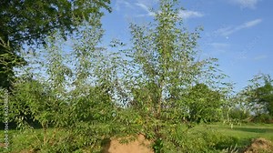 Vitex negundo plant in blue sky background. It's other name Chinese chaste tree,five leaved chaste tree, horseshoe vitex,nisinda and Nirgundi. It is a large aromatic shrub. It is an Ayurvedic medicine