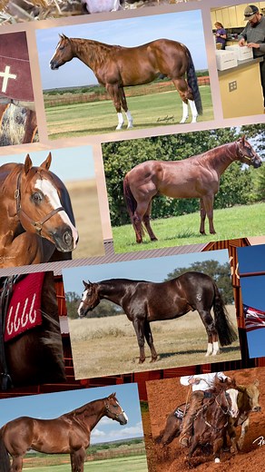 28K views · 524 reactions | 6666 Ranch •• 2023 Breeding Season | 6666 Ranch | Facebook