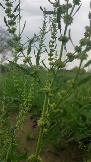 nature view master 🌳 #subscribe namaste #shortvideo 🙏🏼