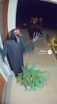 Security Camera Catches Bear Jump Scare 😱📹