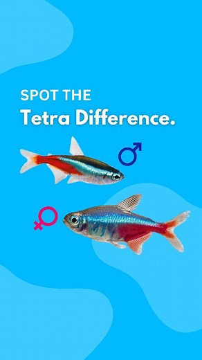 Fishelly on Instagram: "🐟 Male vs Female Neon Tetra – Can You Spot the Difference? ✨ Ever wondered how to tell male and female neon tetras apart? 👀 From body shape and color shine to fin appearance and behavior, this guide makes it easy 🌈 🔹 Males: slimmer, brighter, more active 🔹 Females: rounder belly, softer colors, calm nature 💬 Comment “TETRA” to get more Neon Tetra care & identification tips 📌 Save this post for later 🐠 Share with a fellow fish lover Follow @fishelly for simple fish