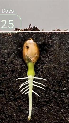 Seeds of Life: A Mesmerizing Journey from Seed to Sprout