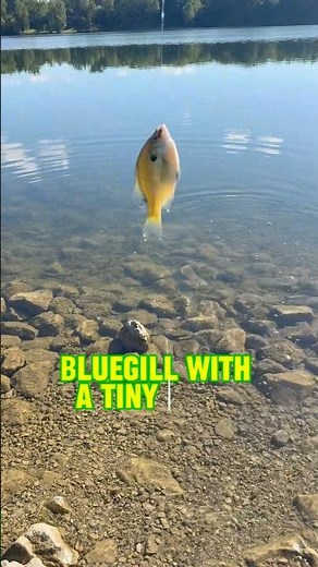 How To Catch MONSTER Bluegill With A TINY Hook! #shorts #fishing #bluegill