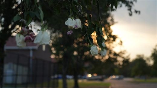 Who is doing autopsy on Trey Reed? What we know about private hanging death investigation