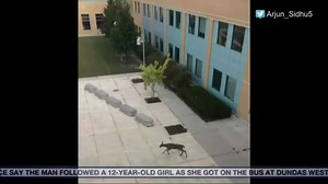 70K views · 366 reactions | A deer leapt through the window at J. Clarke Richardson Collegiate and then jumped back out, leaving a trail of shattered glass. Read the full story here: ow.ly/XbMq305c3kI | CityNews Toronto | Facebook