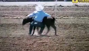 PRCA All-Around Athlete Seth Hall of Albuquerque, New Mexico broke into the top 50 of the World Championship Standings last weekend, and with him already placing close to home this week at the Wild, Wild West ProRodeo in Silver City, New Mexico in both the Calf Roping and Team Roping he will be looking to move into the top 45. Rodeoathletes.com | Rodeo Athletes