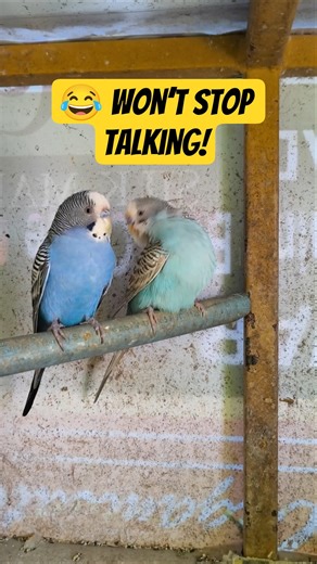 Budgie Won’t Stop Talking 😂 | CBW Amusement
