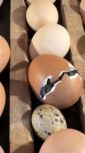 Between many Eggs Chick was struggling to hatch