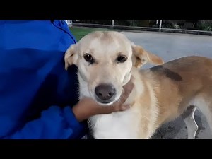 Rescued Stray Dogs Happy To See Human💖/ A Emotional Video Of Street Dogs With Their Protecter💦