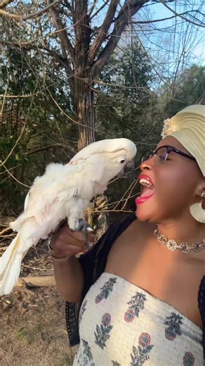 Discover Charming Cockatoo Behaviors