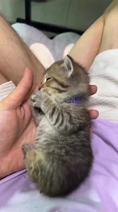 Cute kitten 😻🥰 | Cat Lovers