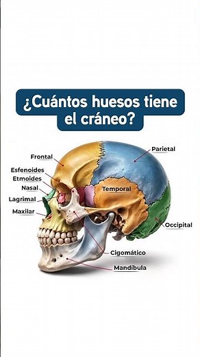 ¿Cuántos huesos tiene el cráneo humano? #anatomy #nursery