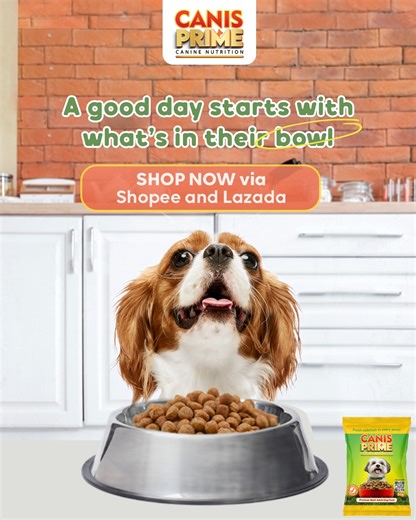 From energy and digestion to coat and skin health, Canis Prime helps support all the basics that keep your dog feeling their best. Because a strong, healthy day really does start with what’s in their bowl. Available online via Shopee and Lazada: 🐾 Shopee: https://bit.ly/3mE4MBv 🐾 Lazada: https://bit.ly/38twBHN #SiglangCanisPrime #CanisPrime | Canis Prime Adult Dog Food