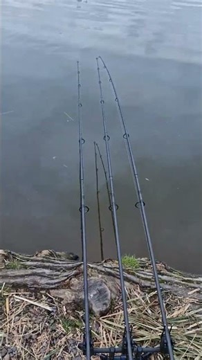 carp fishing uk #fishing #carp #carpfishing