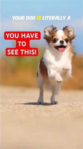 IMPRESSIVE Things Your Dog Can Do #pets #dogs