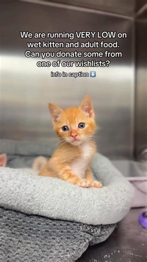 4.9K views · 90 reactions | The cats are depending on us. ❤️‍啕...